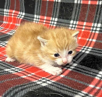 Photo of CALCIFER