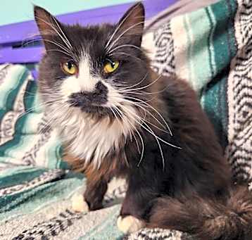 Photo of Zephyr