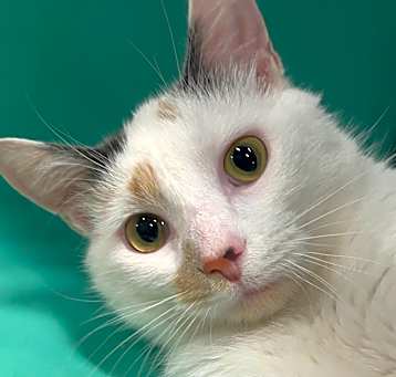 Photo of Stella 16C25