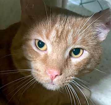Photo of Copper 27C25
