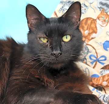 Photo of Sir Lancelot