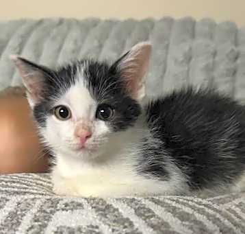 Photo of Kitten Tuffy