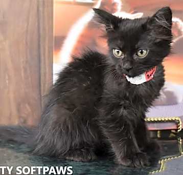 Photo of Kitty Softpaws