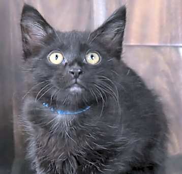 Photo of Shadow