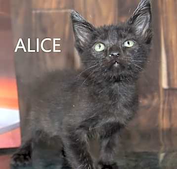 Photo of Alice