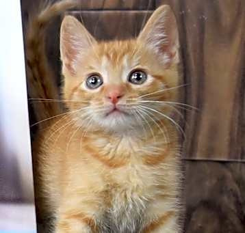 Photo of Oscar