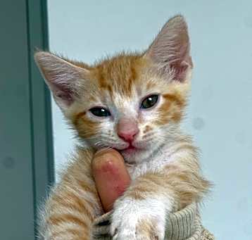 Photo of Tormund