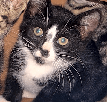 Photo of Catmello Anthony 