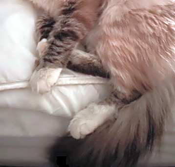 Photo of Stella
