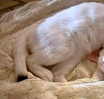Photo of Peesha
