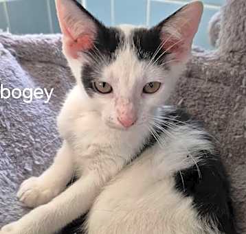 Photo of Bogey