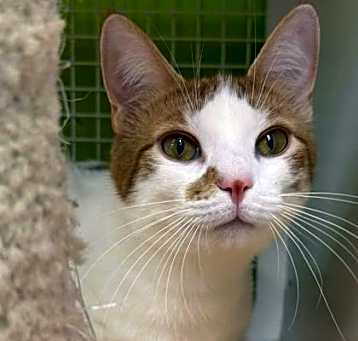 Photo of Snowball
