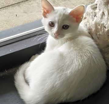 Photo of Aura