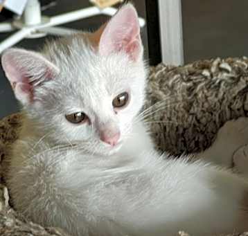 Photo of Reiki