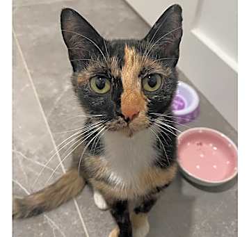 Photo of Missy