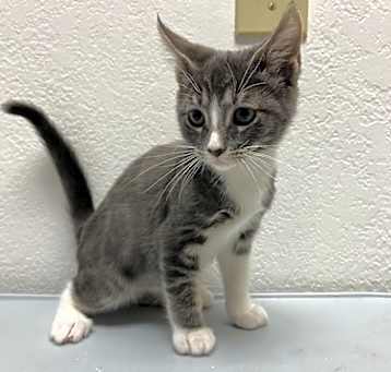 Photo of Gendry