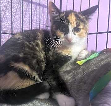 Photo of Paprika