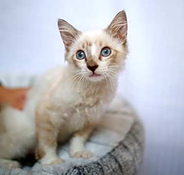 Photo of Izzie