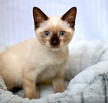 Photo of Meredith Grey