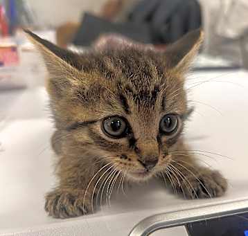 Photo of Nell