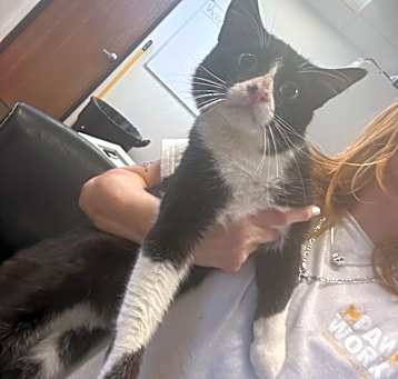 Photo of Tickles