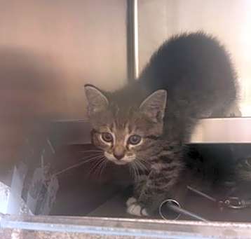 Photo of Buttercup