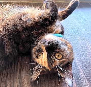 Photo of Tipsy