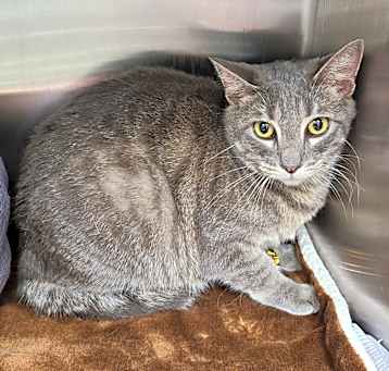 Photo of Silver