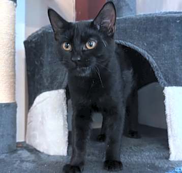 Photo of Podrick @PetSmart Walker Rd