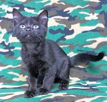 Photo of Parker @PetSmart Walker Rd