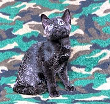 Photo of Paisley @PetSmart Walker Rd