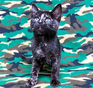Photo of Penelope @PetSmart Walker Rd