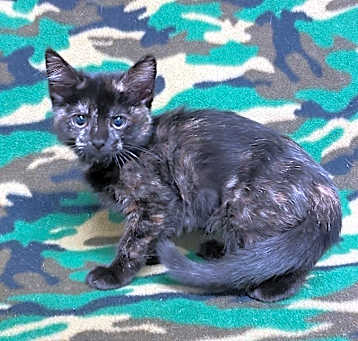 Photo of Poppy @PetSmart Walker Rd