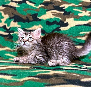 Photo of Mickie @PetSmart Walker Rd