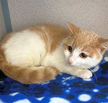 Photo of Enchilada