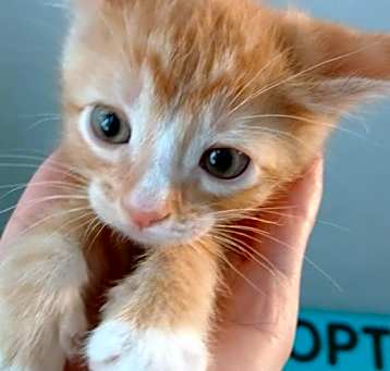 Photo of Mango