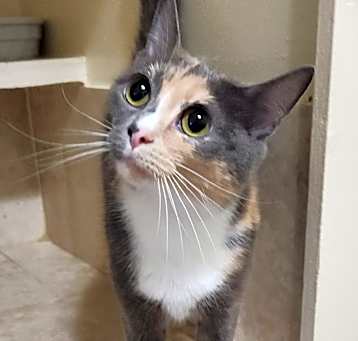 Photo of Ginger