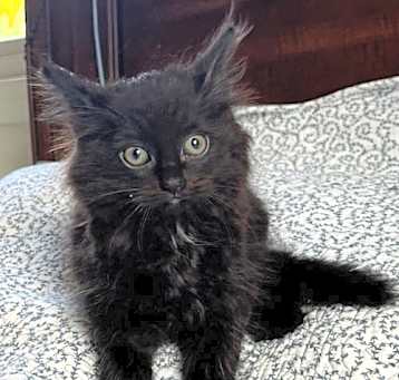 Photo of Baby Pancakes