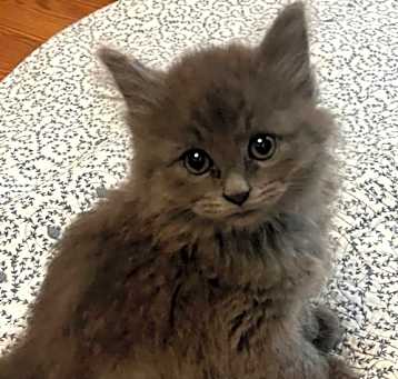 Photo of Baby Waffles