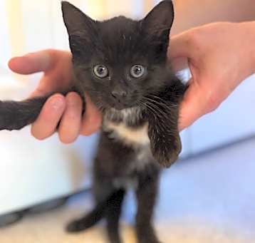Photo of Fudge