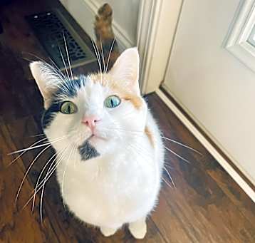 Photo of Mika