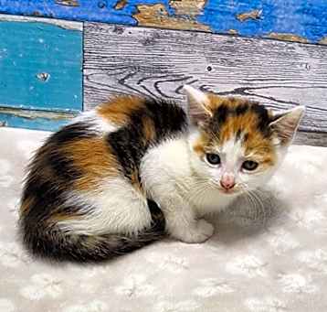 Photo of Fig