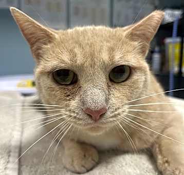 Photo of Sugar