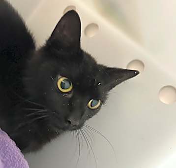 Photo of Acacia: Rodent Responder, adoption fee waived!