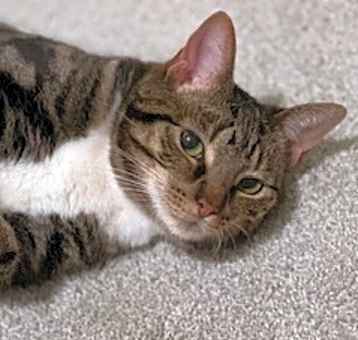 Photo of Tora