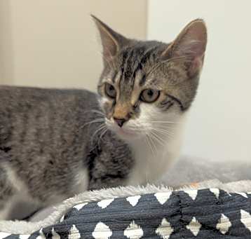 Photo of Goose
