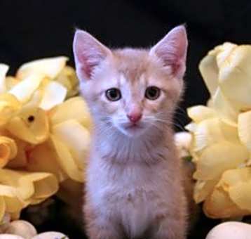 Photo of Kite 