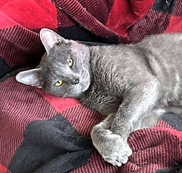Photo of Tyson