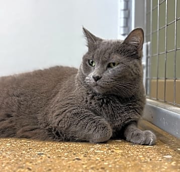 Photo of Snickers (c2025)