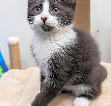 Photo of Crouton
